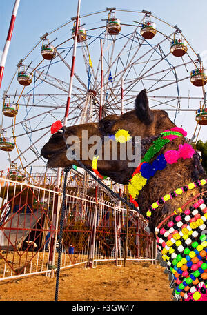 Chameau décorées contre merry go round à Pushkar foire de bétail ; Pushkar Rajasthan ; Inde ; Banque D'Images