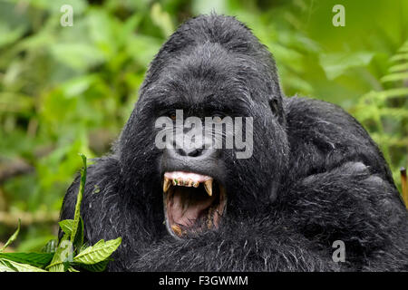 Gorille de montagne (Gorilla gorilla beringei) Grand Pavillon Sabyinyo silverback mâle de la groupe, portrait dans la pluie et le bâillement, volcan Banque D'Images
