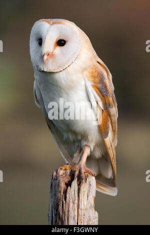 Effraie des clochers (Tyto alba) Banque D'Images