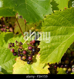 Les raisins noirs poussant sur des vignes dans le Herefordshire UK en octobre 2015 Banque D'Images