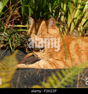 Le gingembre animal chat domestique dormant dans les sous-bois d'un jardin au soleil UK Banque D'Images