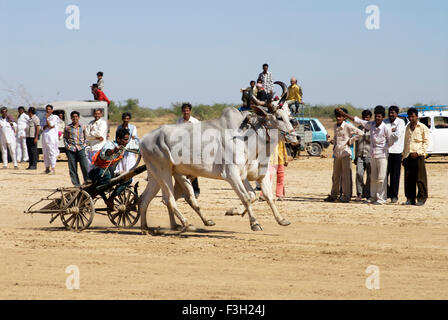 Une charrette à course Shivratri juste ; ; ; Inde Gujarat Kutch Banque D'Images