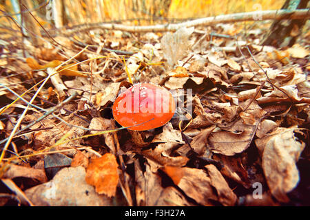 Toadstool entre les feuilles dans la forêt, à l'automne. Banque D'Images