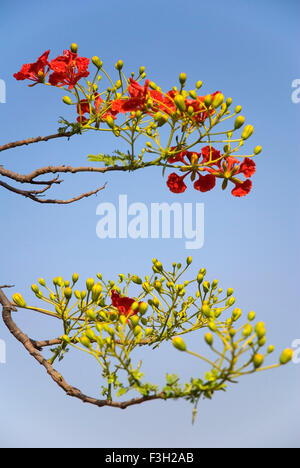 Fleurs d'arbre Gulmohar, Delonix regia, Royal Poinciana, fleurs d'arbre de feu, fleur d'arbre de feu, Inde, Asie Banque D'Images