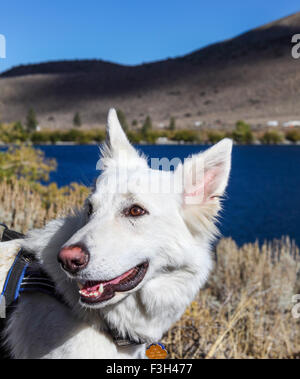 Randonnée chien par condamner Lake dans l'Est de la Sierra près de Mammoth Lakes, Californie Banque D'Images