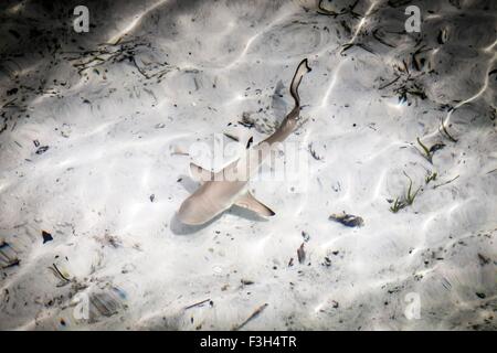 Pointe-Noire juvénile requin de récif (Carcharhinus melanopterus) nager sur des fonds marins, Raja Ampat, Papouasie occidentale, en Indonésie Banque D'Images