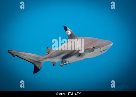 Juvenile blacktip reef shark nage libre après qu'il a été étiqueté, Lombok, Indonésie Banque D'Images