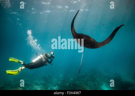 Photographier un plongeur natation manta (manta Alfredi), Raja Ampat, Papouasie occidentale, en Indonésie Banque D'Images