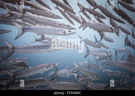 Banc de barracudas (Sphyraena Chevron genie) , Raja Ampat, Papouasie occidentale, en Indonésie Banque D'Images