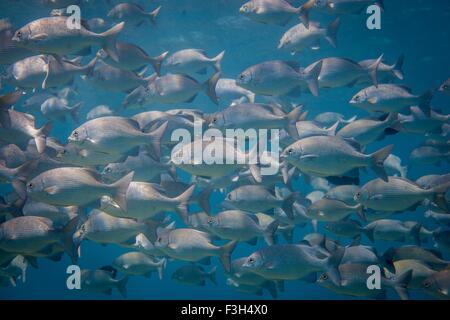 Sous-vue de banc de batteurs (kyphosus vaigiensis lowfin) Nager dans l'océan, Bali, Indonésie Banque D'Images