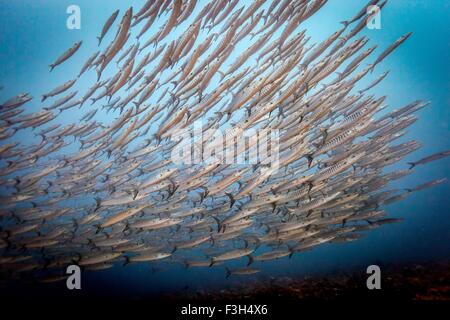 Banc de barracudas (Sphyraena Chevron genie), Raja Ampat, Papouasie occidentale, en Indonésie Banque D'Images