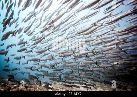 Banc de barracudas (Sphyraena Chevron natation genie), Raja Ampat, Papouasie occidentale, en Indonésie Banque D'Images