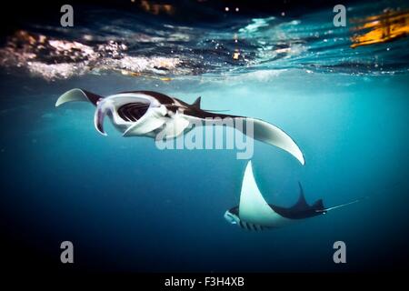 Deux raies manta (manta Alfredi) se nourrissent à la surface, Raja Ampat, Papouasie occidentale, en Indonésie Banque D'Images