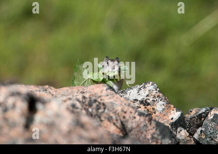 Pika munis (Ochotona collaris) est une petite que lagomorphes vit en champs de blocs dans le parc national Denali, en Alaska. Les pikas ne pas Banque D'Images