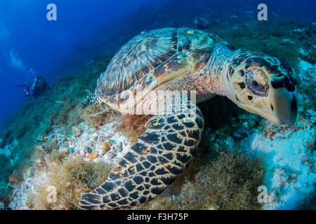 La tortue imbriquée (Eretmochelys imbricata) se nourrit de corail, Cozumel, Quintana Roo, Mexique Banque D'Images