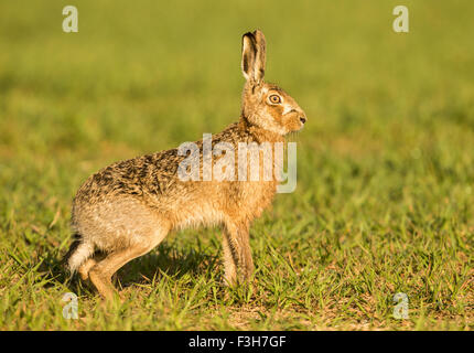 European Brown Hare (Lepus europaeus) dans la lumière du matin. Banque D'Images