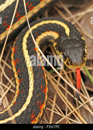 La Couleuvre rayée Thamnophis sirtalis parietalis en Narcisse Snake Dens, Manitoba, Canada. Banque D'Images