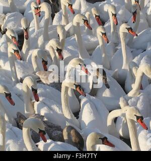 Les Cygnes tuberculés précipitent à l'alimentation d'hiver tenue à Stockholm, en Suède. Banque D'Images