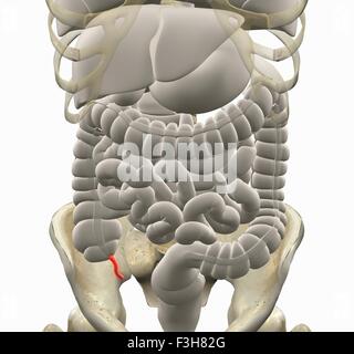 Illustration du système gastro-intestinal avec l'appendice en rouge Banque D'Images