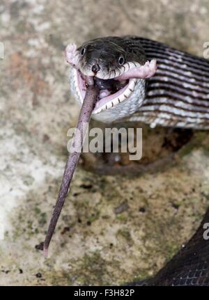 Couleuvre obscure (Pantherophis obsoletus) manger une souris sylvestre (Peromyscus), Banque D'Images