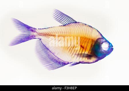 La tache rouge d'alizarine squelette anatomique d'une préparation de poisson blanc tetra à ailettes Banque D'Images