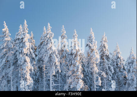 Les épinettes couvertes de neige à Sotkamo, Finlande. Banque D'Images