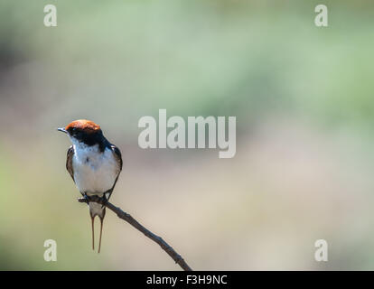 Wire-tailed swallow perché sur une branche mince Banque D'Images