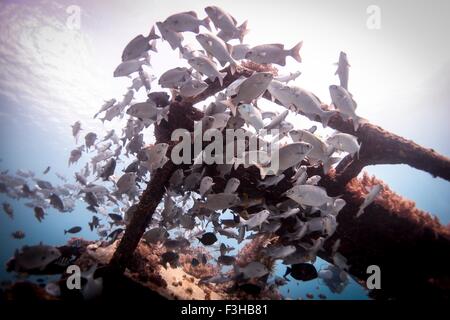Vue sous-marine de l'école de tambours lowfin (kyphosus vaigiensis) nager autour de l'épave, Lombok, Indonésie Banque D'Images