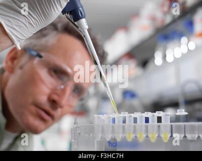 Le pipetage scientifique d'échantillon dans un tube Eppendorf in laboratory Banque D'Images