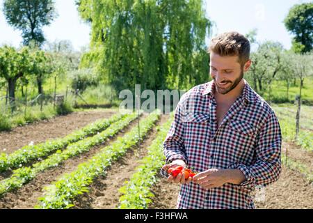 Jeune homme dans le jardin de légumes tomates à bas smiling holding Banque D'Images
