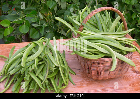 Accueil haricots cultivés recueillis à partir de jardin potager Banque D'Images