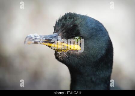 Vue latérale du Shag commun (Phalacrocorax aristotelis) Banque D'Images