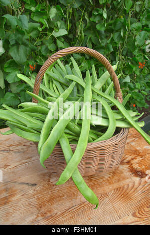 Accueil haricots cultivés recueillis à partir de jardin potager Banque D'Images