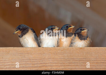 Les jeunes hirondelles Hirundo rustica en attente d'une dépendance agricole dans l'alimentation Banque D'Images