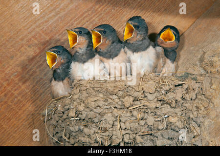 Les jeunes hirondelles Hirundo rustica en attente d'un flux dans le vieux bâtiment agricole traditionnel Banque D'Images