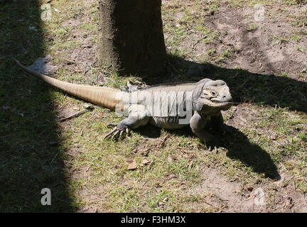 Iguane rhinocéros des Caraïbes (Cyclura cornuta) Banque D'Images