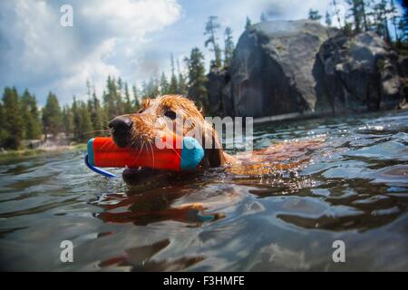 Piscine chien jouet transportant en bouche, High Sierra National Park, California, USA Banque D'Images