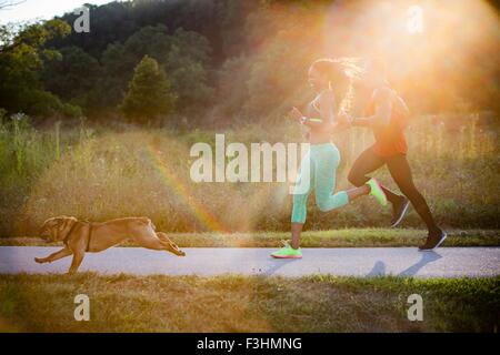 Jeune couple et chien qui court dans la lumière du soleil dans le parc Banque D'Images