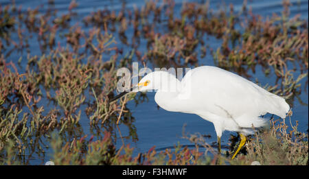 L'élevage d'Egret enneigé dans les marais Banque D'Images