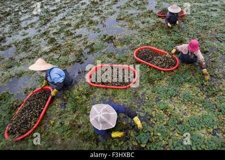 Ningbo, province de Zhejiang en Chine. 7 Oct, 2015. Les agriculteurs récoltent châtaignes d'eau à Ningbo City, Zhejiang Province de Chine orientale, le 7 octobre 2015. © Jiang Xiaodong/Xinhua/Alamy Live News Banque D'Images