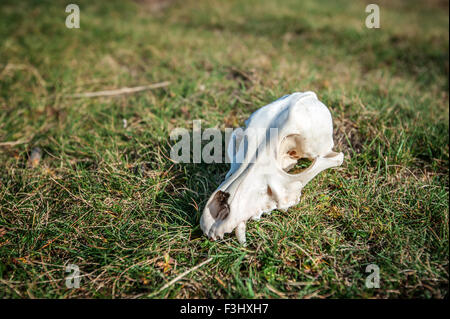 Crâne de chien sur l'herbe libre Banque D'Images