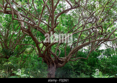 Grand arbre avec la branche agrandir Banque D'Images