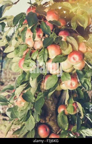 La pomme sur l'arbre . Bough plein de pommes mûres biologique en verger, prêts à prendre. Fait avec filtre retro vintage Banque D'Images