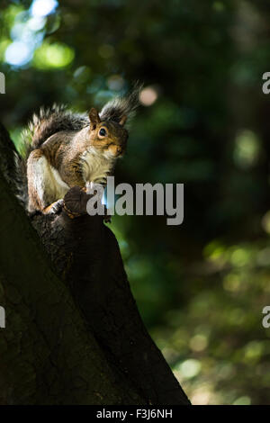 L'Écureuil gris (Sciurus carolinensis) arbre sur parc Burgess, Londres, Angleterre, Grande-Bretagne, Royaume-Uni, Europe Banque D'Images