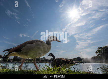 Les oiseaux de la faune dans le parc parc Burgess, Londres, Angleterre, Grande-Bretagne, Royaume-Uni, Europe Banque D'Images