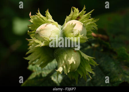 Hazel, Corylus avellana, écrous à échéance les arbres sauvages en été, Août, Berkshire Banque D'Images