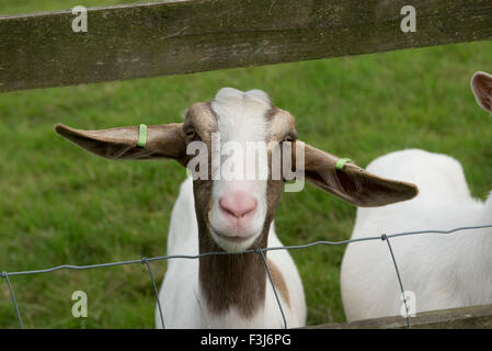 Un type de chèvre boer nanny, progéniture de chèvres laitières gardé comme animal de compagnie, Berkshire, Août Banque D'Images