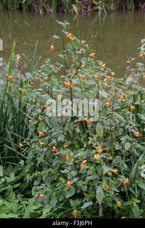 Jewelweed ou orange, baumier Impatiens capensis, la floraison et l'ensemencement de plantes naturalisées à côté de la canal Kennet et Avon, Septem Banque D'Images