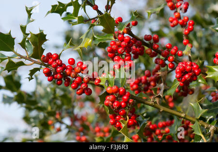 Houx, Ilex aquifolium, fruits rouges et feuilles vertes au début de l'automne, Berkshire, Royaume-Uni, octobre Banque D'Images
