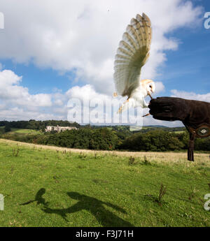 Effraie des clochers (Tyto alba) l'atterrissage sur falconer dans le gant du Dartmoor, Angleterre, Grande-Bretagne, Royaume-Uni, Europe Banque D'Images